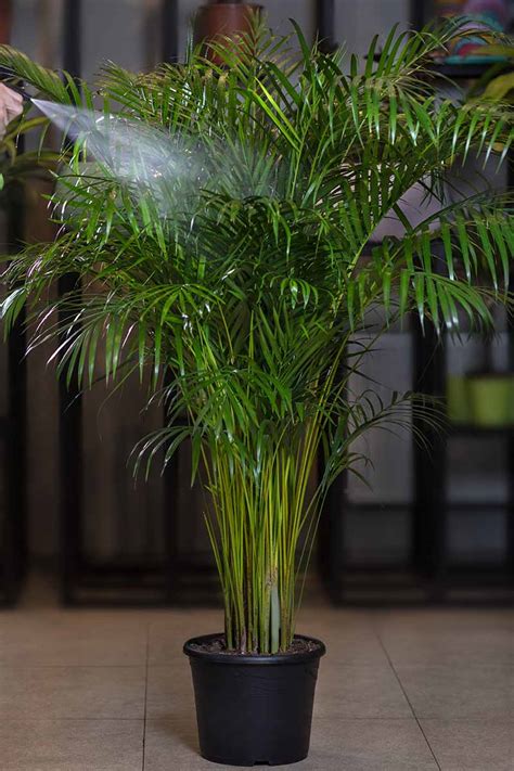 areca palm moisture meter|areca palm care reviews.